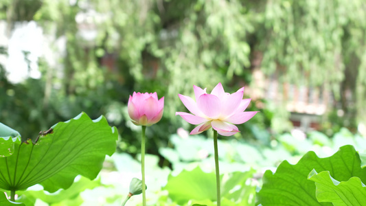 荷花实拍视频