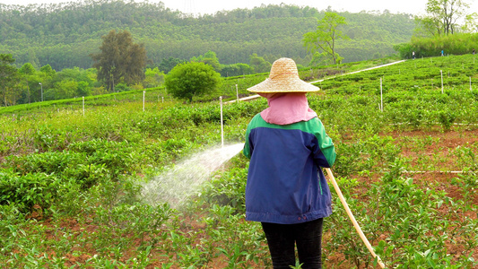 51劳动人民茶农浇水植物视频