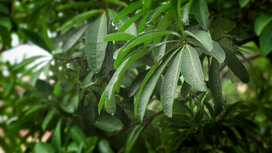 暴雨雨水打在植物上视频