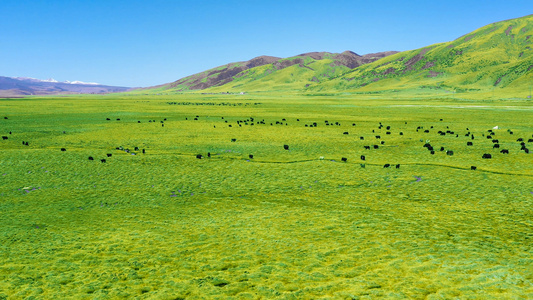 4K西藏高原春季绿色草原航拍素材视频