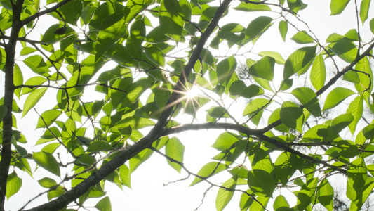 各种植物星芒阳光逆光刺眼视频