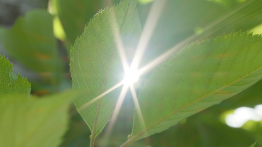 各种植物星芒阳光逆光刺眼视频