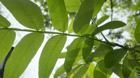 各种植物星芒阳光逆光刺眼视频