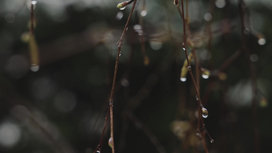 冬季下雪雪花草地野花积雪合集视频