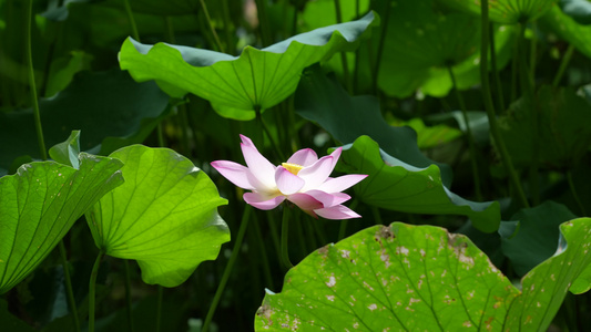 荷塘荷花实拍 视频