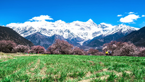 8K索松村桃花南迦巴瓦峰雪山延时12秒视频