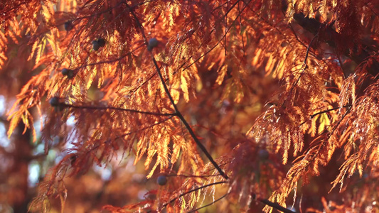 秋天被风吹动的杉树树叶特写视频