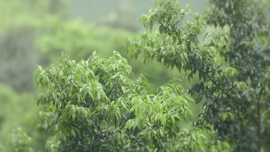 升格拍摄雨滴落在树叶上视频