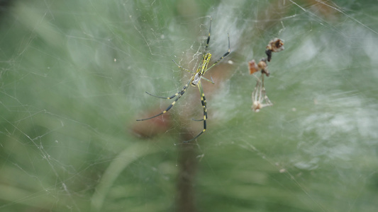 在蜘蛛网上的蜘蛛视频