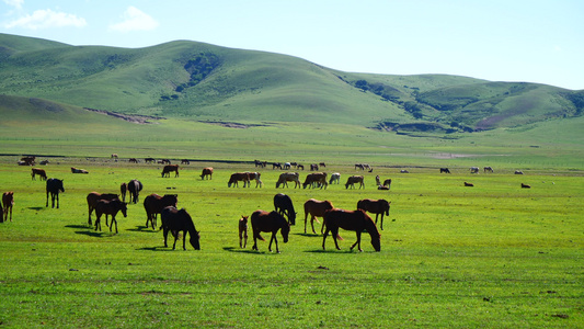 山地草原牧场悠闲的马儿视频