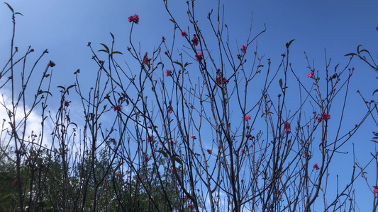 盛开的桃花视频