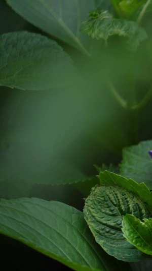 紫色绣球花实拍合集26秒视频