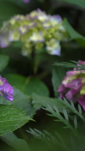 紫色绣球花实拍合集26秒视频