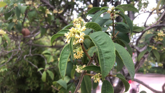 桂花视频