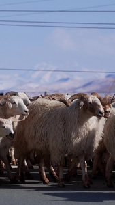 实拍青海海北祁连山放羊群过马路自治州视频