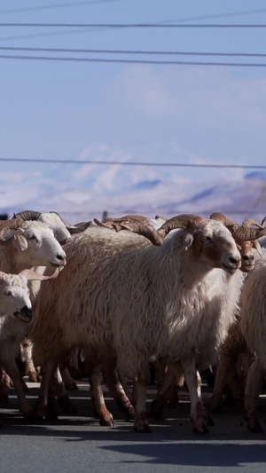 实拍青海海北祁连山放羊群过马路自治州23秒视频