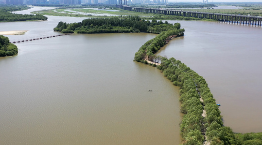 哈尔滨松花江湿地航拍4K视频视频