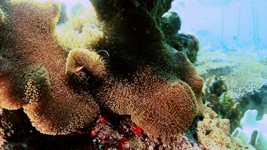 海底世界珊瑚礁视频