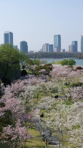 南京玄武湖樱花航拍南京风光地标视频