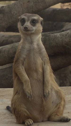 可爱实拍动物细尾獴小动物30秒视频