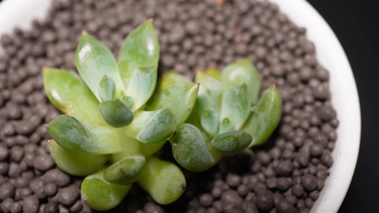 青苹果多肉植物盆栽绿植视频