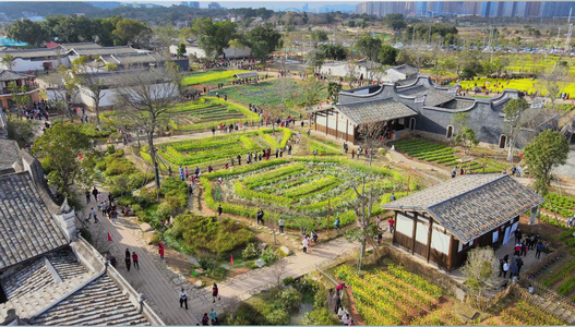 航拍春天田地里的油菜花[佃户]视频