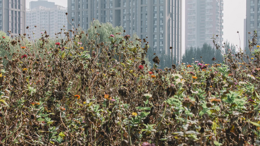 残花败叶秋季城市建筑视频