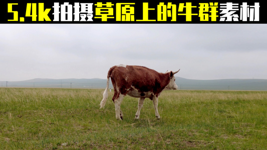 5k超高清多角度拍摄在云雾缭绕的草原上悠闲吃草的牛群视频