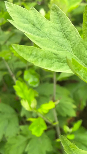 实拍端午节节日元素艾草习俗25秒视频