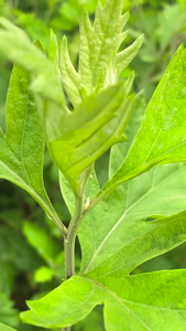 实拍端午节节日元素艾草习俗视频