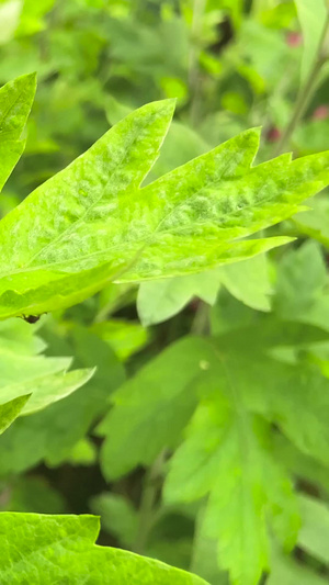 实拍端午节节日元素艾草习俗25秒视频