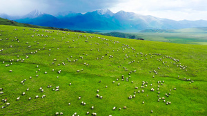 大草原羊群牧场放牧4K航拍12秒视频