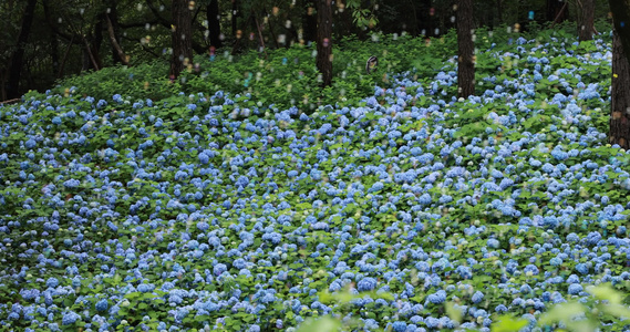 杭州临平公园无尽夏绣球花花海视频