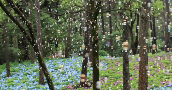 杭州临平公园无尽夏绣球花花海视频