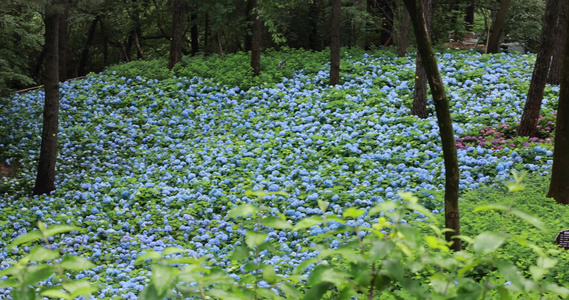 杭州临平公园无尽夏绣球花花海视频