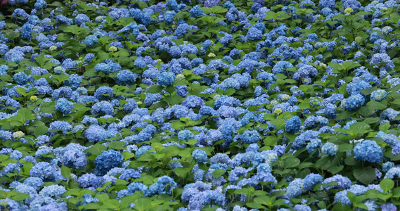 杭州临平公园无尽夏绣球花花海视频