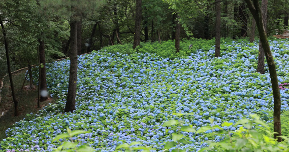 杭州临平公园无尽夏绣球花花海视频