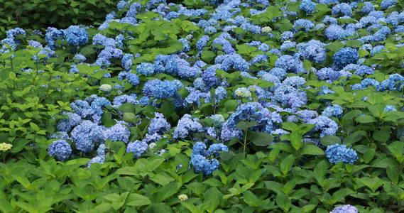 杭州临平公园无尽夏绣球花花海视频