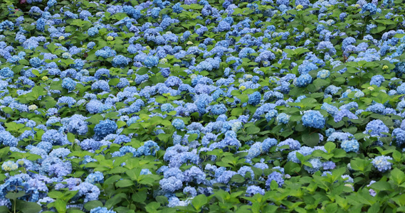 杭州临平公园无尽夏绣球花花海视频