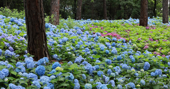 杭州临平公园无尽夏绣球花花海视频