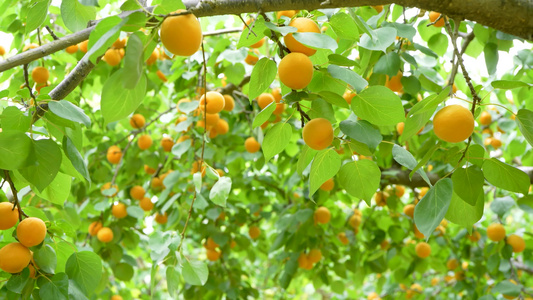 杏树 种植基地 采摘园视频