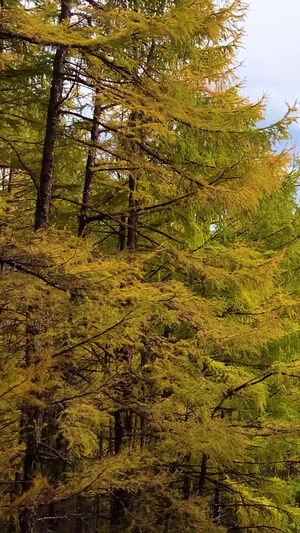 秋天金色的内蒙兴安盟风光视频旅游目的地44秒视频