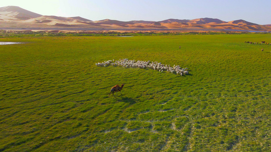 航拍腾格里沙漠绿洲羊群视频