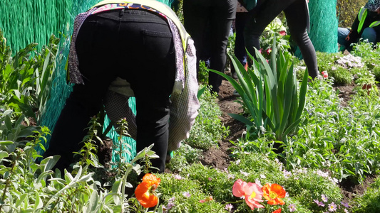 园丁环卫工人种花栽花绿化视频