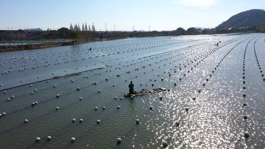 珍珠养殖水产养殖农民农业生产手工业加工视频