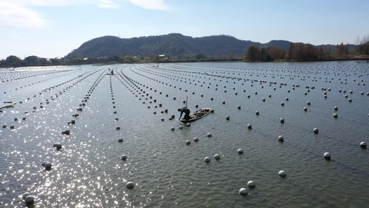 珍珠养殖水产养殖农民农业生产手工业加工视频