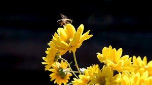 菊花与蜜蜂特写升格108016秒视频