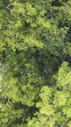 航拍风光城市公园绿道风景环境跑道绿化步行道路素材城市建设37秒视频