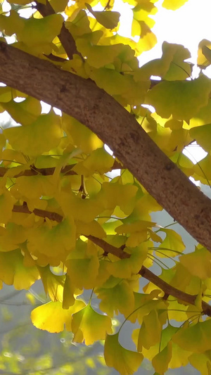 秋季自然风光金黄的银杏叶视频35秒视频