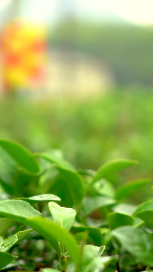 下雨天茶园茶树叶特写运镜茶叶嫩芽29秒视频